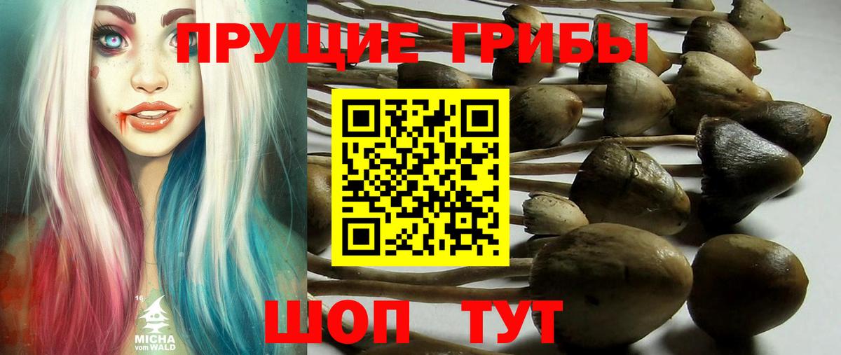 Галлюциногенные грибы Psilocybine cubensis Кимовск